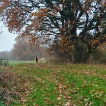 Photo 8 de l’itinéraire Bikemap « Reherweg nach Rotkäppchenweg »
