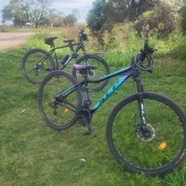 De Lehmann a Lehmann