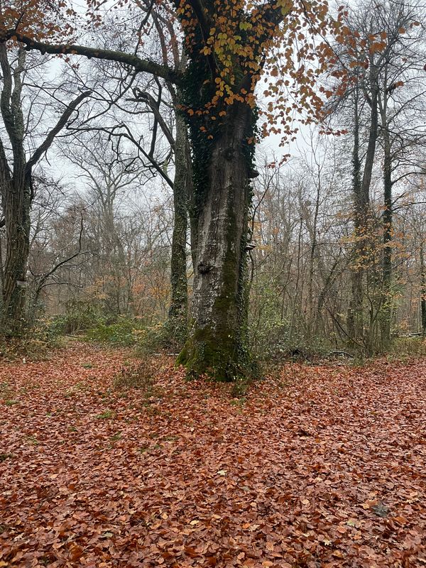 Montigny-Sur-Loing/Recloses