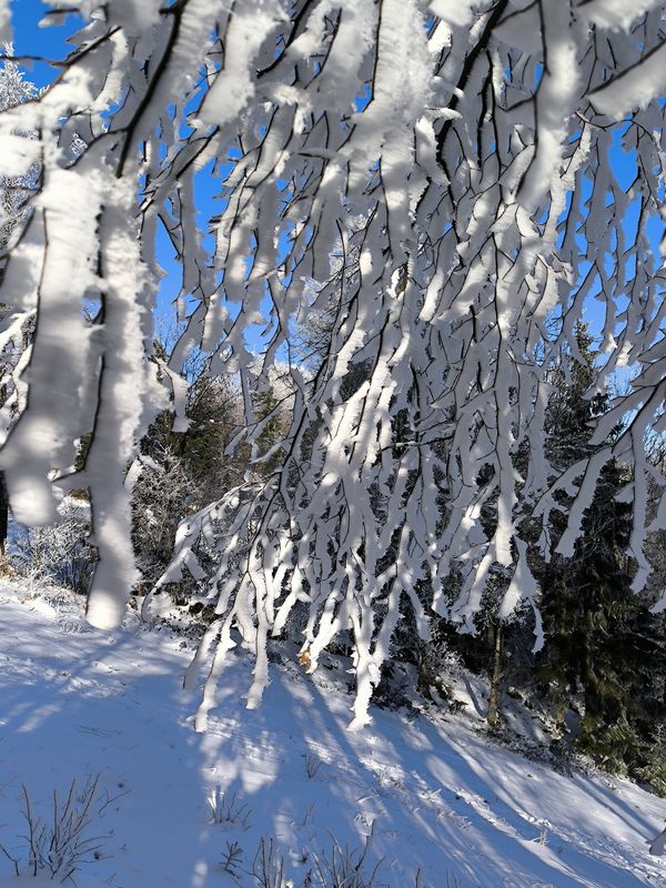 ParadiĹľ - KoÄŤa na Mrzl'ku