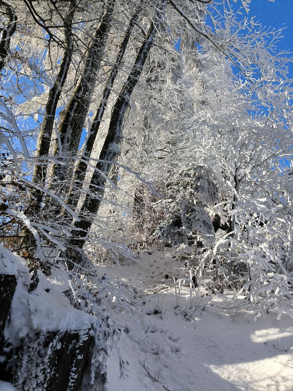 ParadiĹľ - KoÄŤa na Mrzl'ku