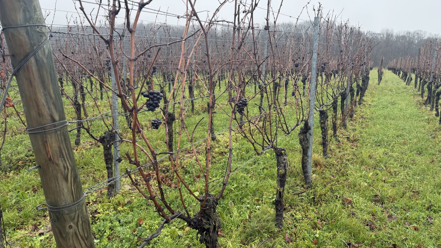 Vogtsburg im Kaiserstuhl nach Dattentalweg, Bahlingen am Kaiserstuhl