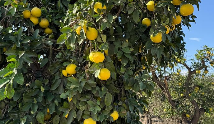 Photo 2 of the Bikemap route "Rokach Street, Ramat Gan до Hagefen Street, Ramat Gan"