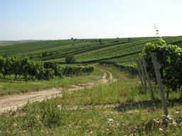 Atrakcja 4 na trasie Bikemap „Pálava 2013 1. etapa Petrov - Mutěnice - Rakvice”