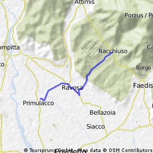 Primulacca1