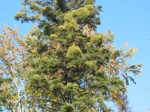 Highlight 14 along the Bikemap route "2013/7 Smolarzyny- Budy Łań.-Opaleniska- Żołynia" Highlight 14 along the Bikemap route "2013/7 Smolarzyny- Budy Łań.-Opaleniska- Żołynia"