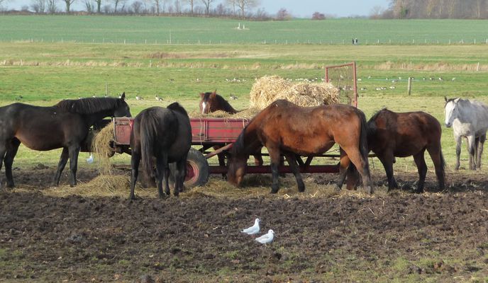 Photo 2 of the Bikemap route "Birkenmoor"