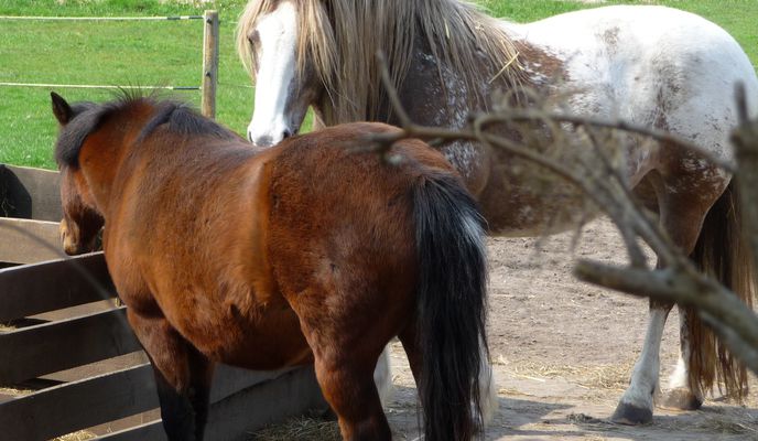 Photo 1 of the Bikemap route "Birkenmoor"