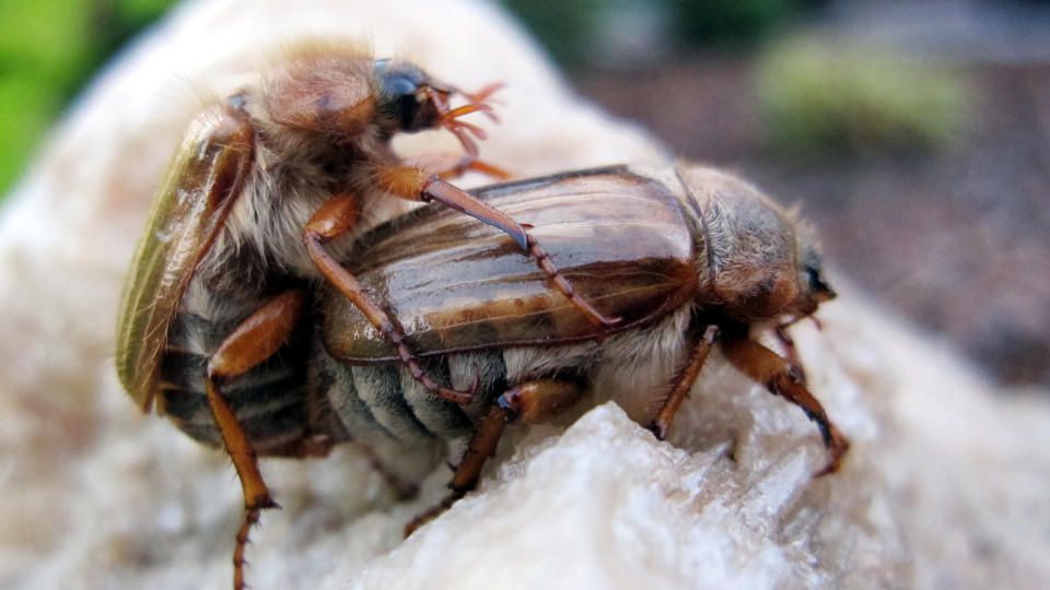 NATUR KUNDE 6 (Ab 18)