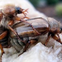 NATUR KUNDE 6 (Ab 18)