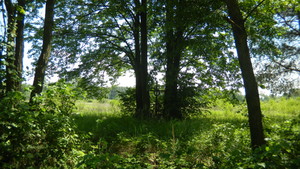 Highlight 31 along the Bikemap route "2014/6  Bór Głogowski - Głogów Młp. - Jańciówka - Tajęcina"