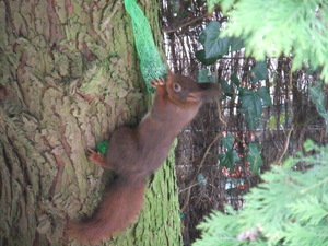 Hebe Bild 1 entlang der Bikemap-Route "Rondje huis met 2 foto" hervor Hebe Bild 1 entlang der Bikemap-Route "Rondje huis met 2 foto" hervor