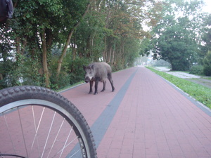 Point fort 4 sur l’itinéraire Bikemap « Dzikość i tajemnice Wyspy Wolin »