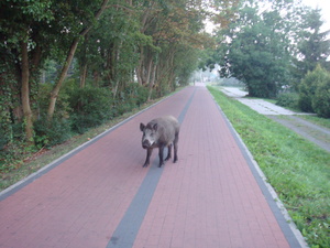 Point fort 3 sur l’itinéraire Bikemap « Dzikość i tajemnice Wyspy Wolin »