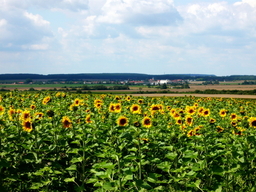 Destacado 9 en la ruta de Bikemap "Okruh přes N.Bydžov,Hlušice a Běrunice"