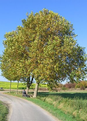 Highlight 12 along the Bikemap route "Schloss Rheydt 2014"