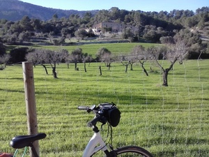 Highlight 10 along the Bikemap route "Mallorca: Calvià-es Capdellà-Andratx-Port d'Andratx-es Camp de Mar-Peguera-es Capdellà-Calvià"
