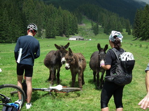 Destacado 4 en la ruta de Bikemap "Dambovicioara"