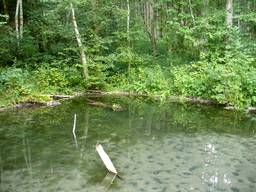 Highlight 1 along the Bikemap route "Steinheim - Tauchenweiler - Königsbronn - Heidenheim - Steinheim"