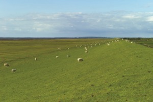 Hebe Bild 1 entlang der Bikemap-Route "02_Sankt Peter-Ording – Garding – Husum" hervor