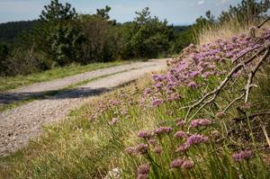 Hebe Bild 4 entlang der Bikemap-Route "Daljša krožna pot 30 km" hervor Hebe Bild 4 entlang der Bikemap-Route "Daljša krožna pot 30 km" hervor