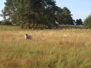 Highlight 12 along the Bikemap route "Usedom &amp; Mellenthin"