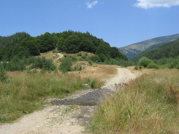 Photo 3: asenus t.