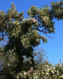 Hebe Bild 12 entlang der Bikemap-Route "Herbsttour entlang Streuobstwiesen" hervor