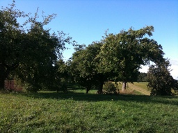 Hebe Bild 11 entlang der Bikemap-Route "Herbsttour entlang Streuobstwiesen" hervor