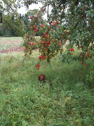 Hebe Bild 2 entlang der Bikemap-Route "Herbsttour entlang Streuobstwiesen" hervor