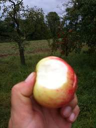 Hebe Bild 4 entlang der Bikemap-Route "Herbsttour entlang Streuobstwiesen" hervor