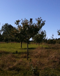 Hebe Bild 9 entlang der Bikemap-Route "Herbsttour entlang Streuobstwiesen" hervor