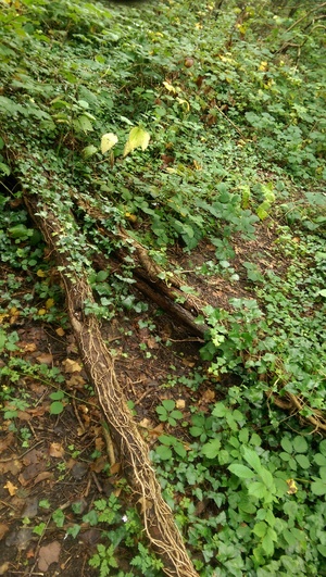 Hebe Bild 5 entlang der Bikemap-Route "Summerfield Court - Beech Rise" hervor
