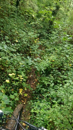 Hebe Bild 4 entlang der Bikemap-Route "Summerfield Court - Beech Rise" hervor