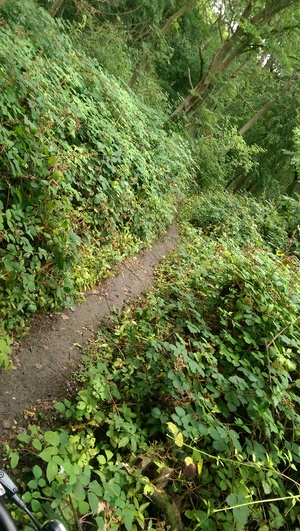 Atrakcja 2 na trasie Bikemap „North Kesteven woodland trials”