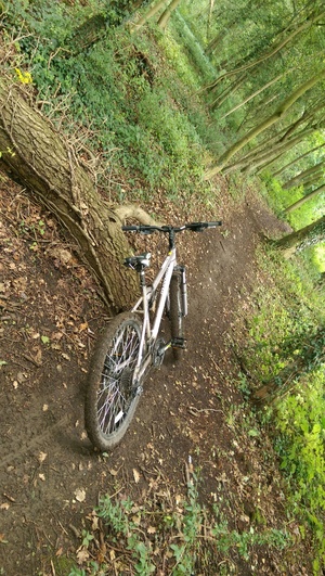Atrakcja 1 na trasie Bikemap „North Kesteven woodland trials”