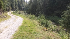 Highlight 5 along the Bikemap route "Padis-catunul Casa de Piatra-Calineasa-Platoul Padis"