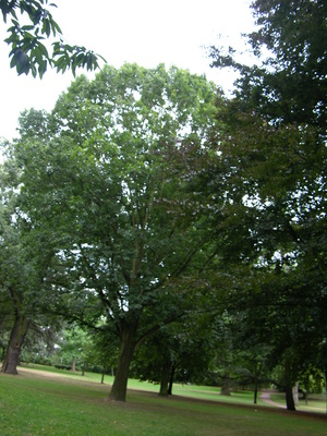 Point fort 15 sur l’itinéraire Bikemap « Krefelder Parks2 »