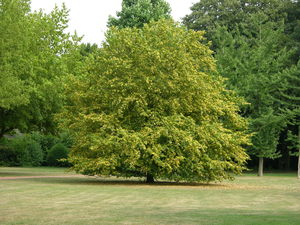 Point fort 3 sur l’itinéraire Bikemap « Krefelder Parks2 »