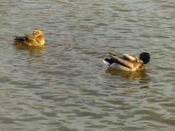 Point fort 4 sur l’itinéraire Bikemap « Rund Krüppelsee »