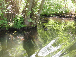 Hebe Bild 3 entlang der Bikemap-Route "Ratzeburger See - Wakenitz - Lübeck - Ratzeburg" hervor