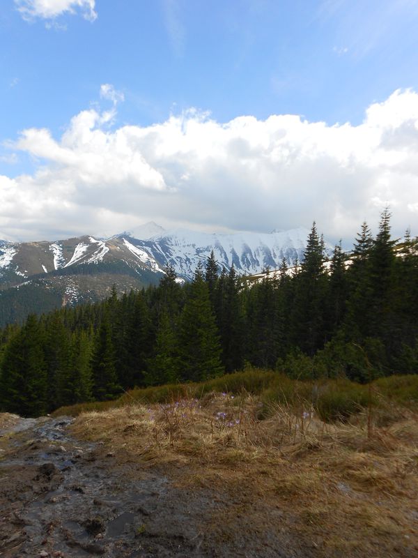 low tatras - chocholowska valey - crocuses
