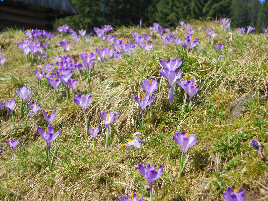 low tatras - chocholowska valey - crocuses