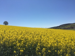 Atrakcja 1 na trasie Bikemap „Staffeln-Grod-Staffeln” Atrakcja 1 na trasie Bikemap „Staffeln-Grod-Staffeln”
