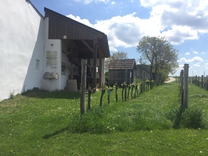 Highlight 8 along the Bikemap route "Von Groß-Schweinbarth nach Dürnkrut"