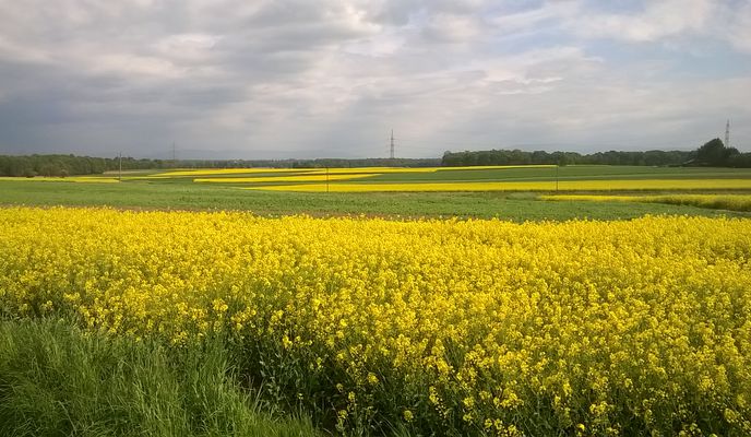Zdjęcie 1 trasy Bikemap „Żory - Pszczyna”