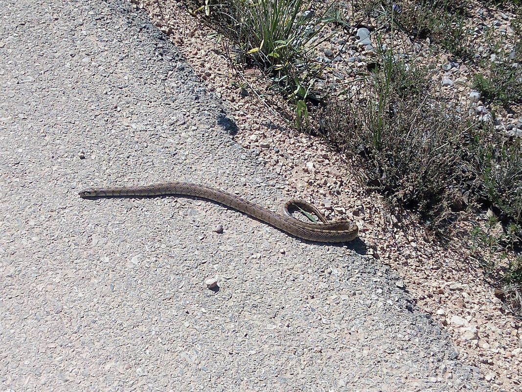 Bnicarlo-Calig-Sant Jordi and back