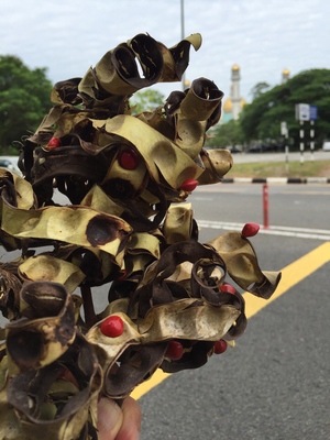Atrakcja 12 na trasie Bikemap „Friday Bridges Ride Around B S Begawan”