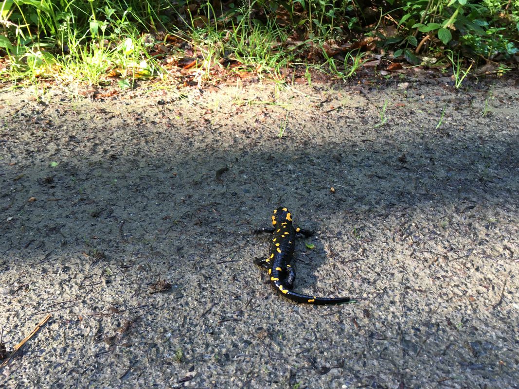 Radtour nach Landsee