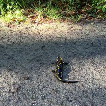 Radtour nach Landsee